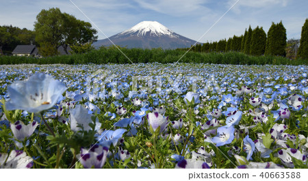 Fuji Nemophila Fuji Nemophila 40663588