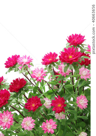 Astor's Flower 40663656