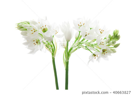 蔥屬的花 40663827