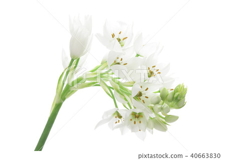 Allium's flower Allium's flower 40663830