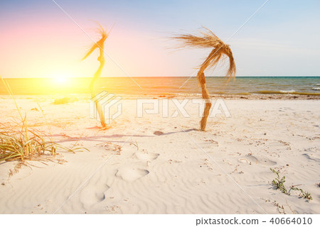 Two palm trees on the tropical beach 40664010