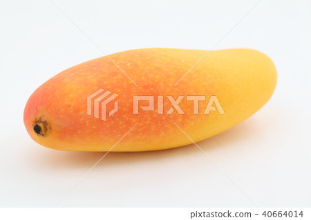 mango mango 40664014