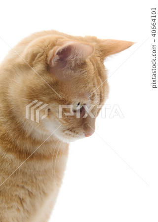 Ugly cat Ugly cat 40664101