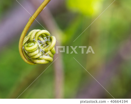 Water on Branch of Passion Fruit 40664194