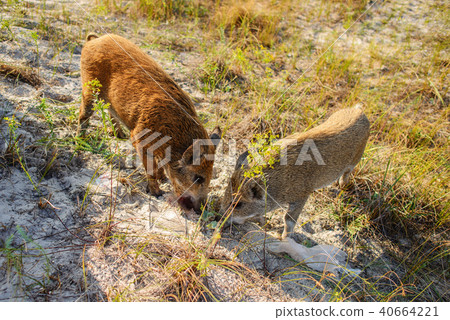 Wild boar walking in forest on foggy morning Wild boar walking in forest on foggy morning 40664221