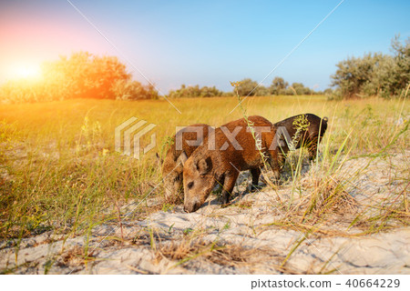 Wild boar walking in forest on foggy morning 40664229