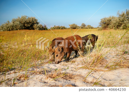 Wild boar walking in forest on foggy morning 40664230