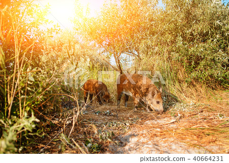 Wild boar walking in forest on foggy morning  40664231