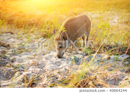Wild boar walking in forest on foggy morning  40664244