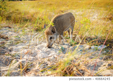 Wild boar walking in forest on foggy morning Wild boar walking in forest on foggy morning 40664245