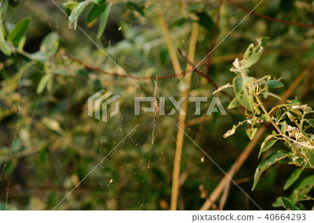 Argiope bruennichi is a species of orb-web 40664293