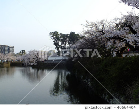 小田原城公園 40664404