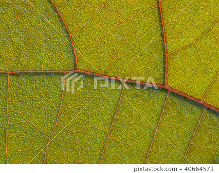 Floral of Red Bo Leaf Floral of Red Bo Leaf 40664571