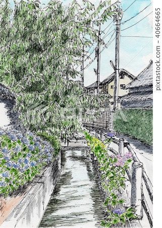 繡球花綻放風景 40664665