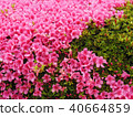 馬鞭草花和葉子 40664859