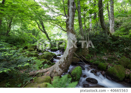 Kidanusawa Stream Kidanusawa Stream 40665563