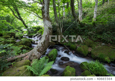 Kidanusawa Stream Kidanusawa Stream 40665564