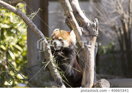 Omuta City Zoo Lesser Panda, 40665841
