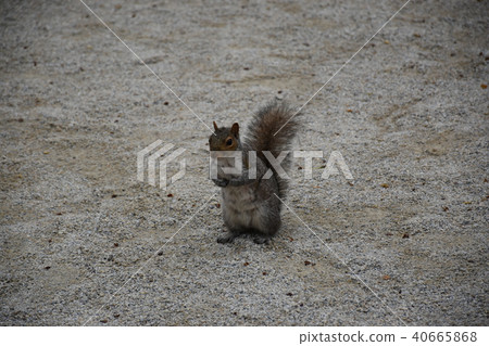Squirre 40665868