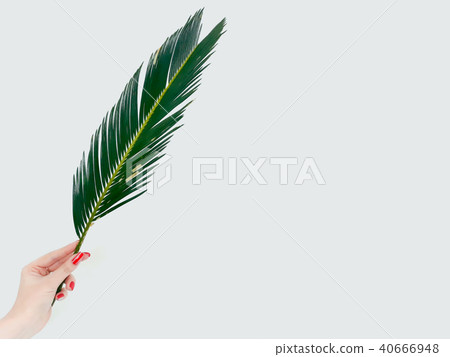 fern leaf decor plant nature flora botany branch fern leaf decor plant nature flora botany branch 40666948