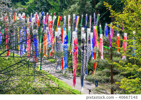 Colorful carp of Koinobori festival  40667148