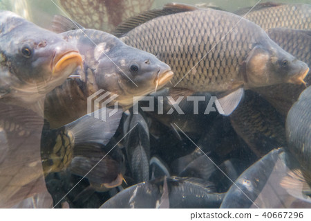 Carp floating in a large aquarium in the store 40667296