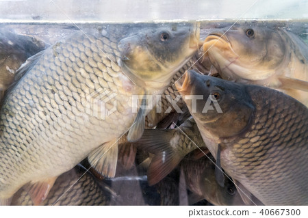 Carp floating in a large aquarium in the store Carp floating in a large aquarium in the store 40667300