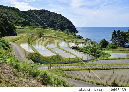 水稻梯田(Tamasu,奧巴馬市,福井縣) 水稻梯田(Tamasu,奧巴馬市,福井縣) 40667489