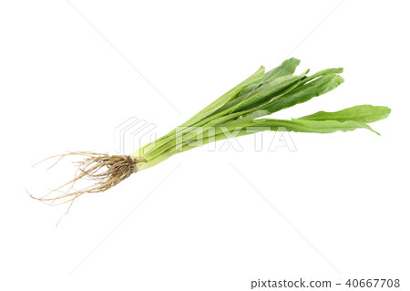 Single culantro on white background. 40667708