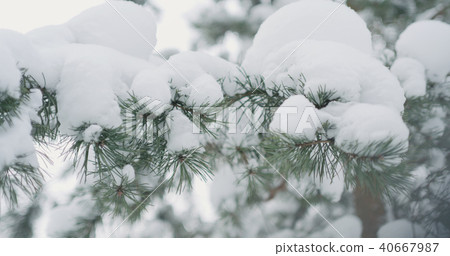 snow covered pine branches on a winter day 40667987