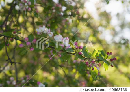 blossoming apple tree in a garben on a sunny summer day blossoming apple tree in a garben on a sunny summer day 40668188