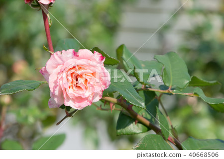 Augusta Luise 40668506