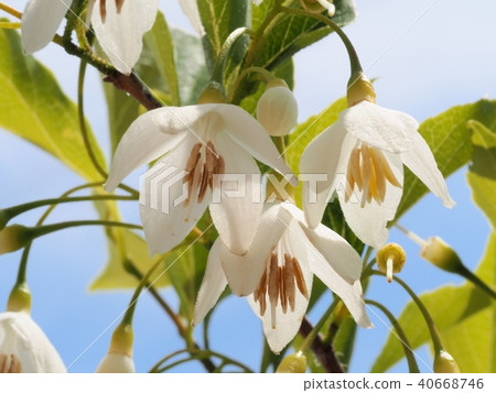 安息香花 安息香花 40668746