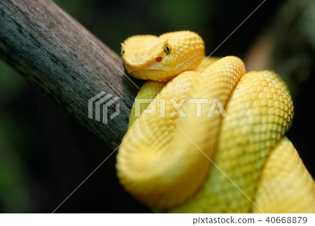 Yellow eyelash viper 40668879