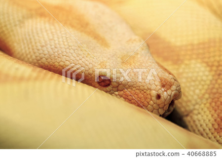 Albino Indian python 40668885