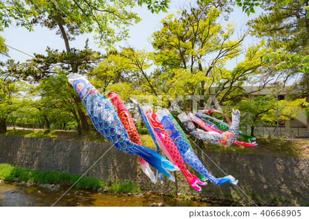 鯉魚飄帶游泳在Mukawa河 40668905