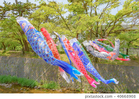 鯉魚飄帶游泳在Mukawa河 40668908