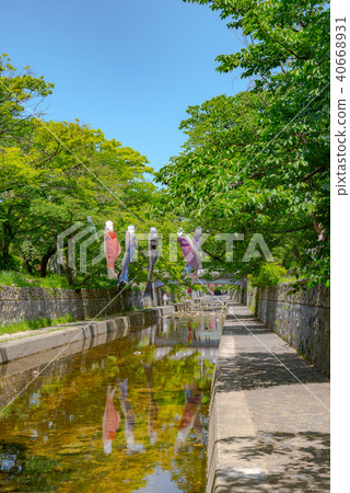 鯉魚飄帶游泳在Mukawa河 鯉魚飄帶游泳在Mukawa河 40668931