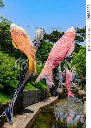 A carp streamer swimming in Mukawa river A carp streamer swimming in Mukawa river 40668933