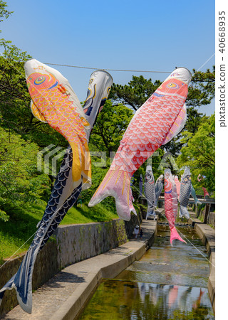 鯉魚飄帶游泳在Mukawa河 40668935