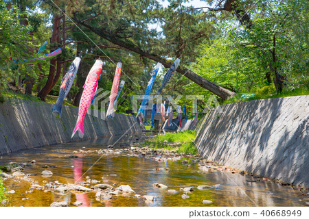 鯉魚飄帶游泳在Mukawa河 40668949