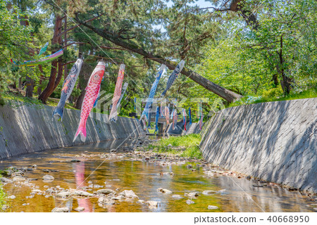 鯉魚飄帶游泳在Mukawa河 40668950