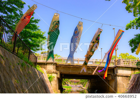 鯉魚飄帶游泳在Mukawa河 40668952