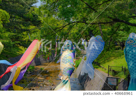 鯉魚飄帶游泳在Mukawa河 40668961