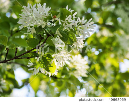 在後面光采取的Nanjamonja花 40668969