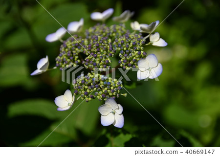 繡球花（Fukayama Kurohime / Miyamacro Hime）繡球花系列 40669147