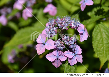 繡球花（Iyonojujijisei / Iyo Cross Star） 40669148