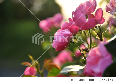 Rose (Tel rose) Rose (Tel rose) 40669165