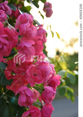 Rose (Tel rose) Rose (Tel rose) 40669166