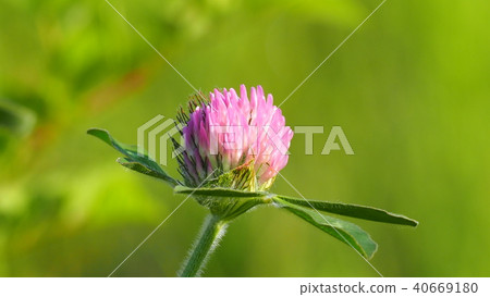 紫色的草 紫色的草 40669180